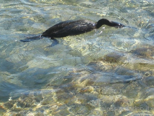 sardegna 2008 041.jpg