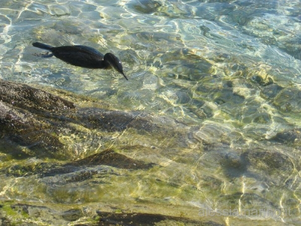 sardegna 2008 040.jpg